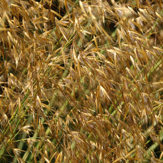 Stipa gigantea (Golden Oats) 9cm / 3L