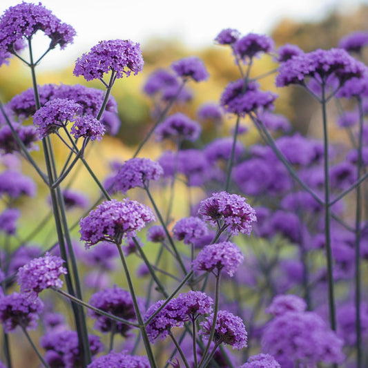 Chloe's Colour Mix | 5 Plants