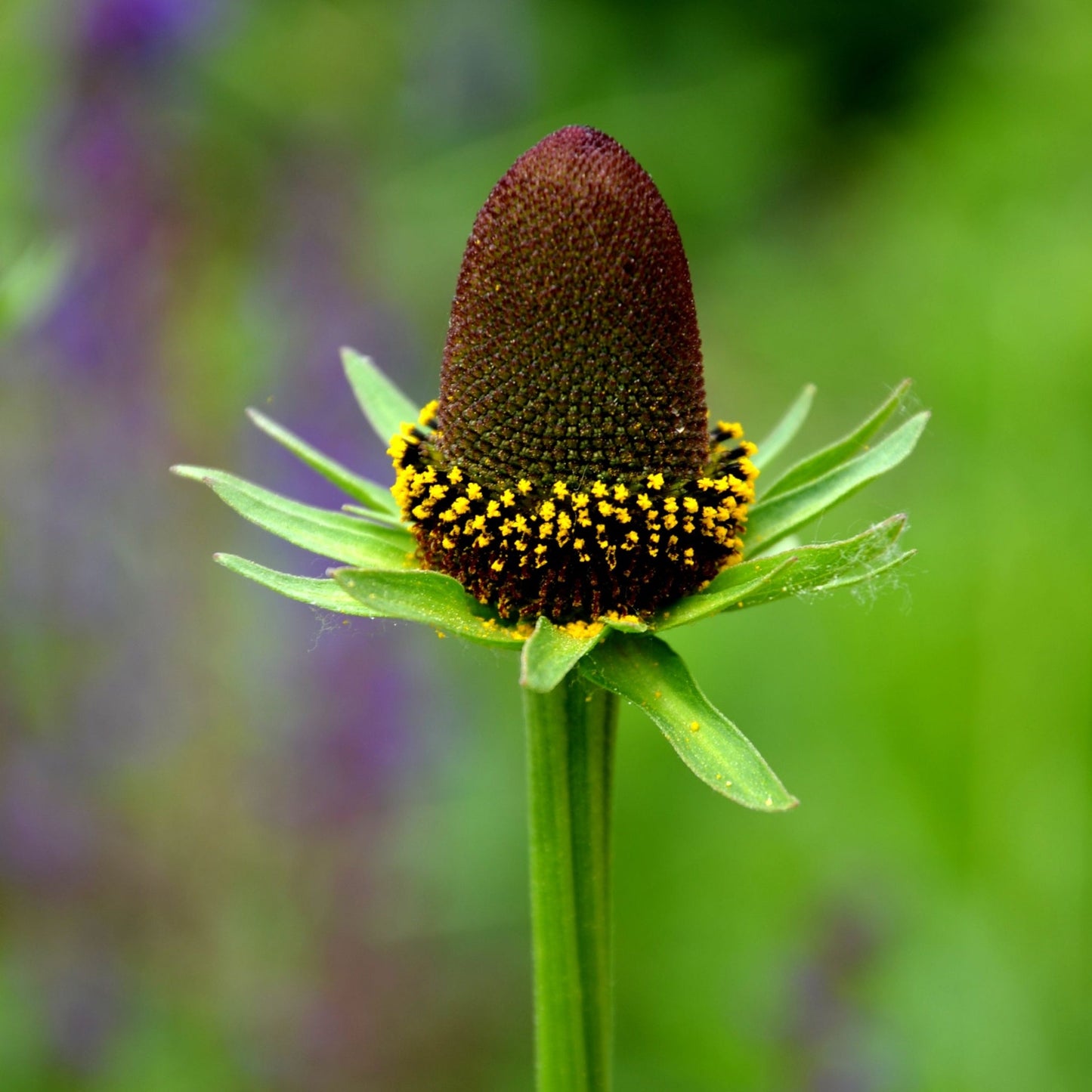 Rudbeckia Green Wizard (9cm)
