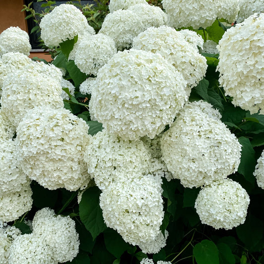 Hydrangea arborescens 'Annabelle' 9cm / 2L