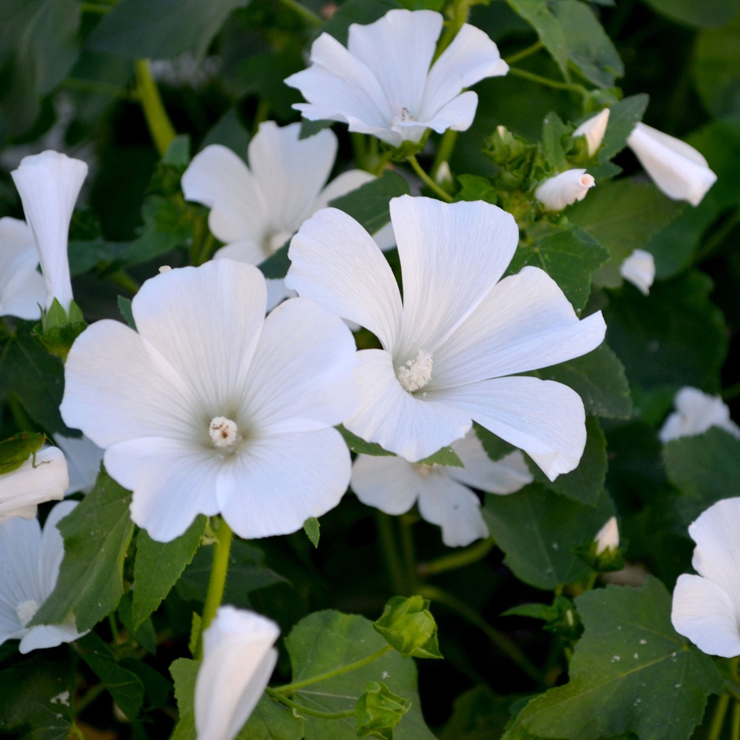 Lavatera 'Marshmallow Ice White' 9cm (PRE ORDER WEEK 30 2025)