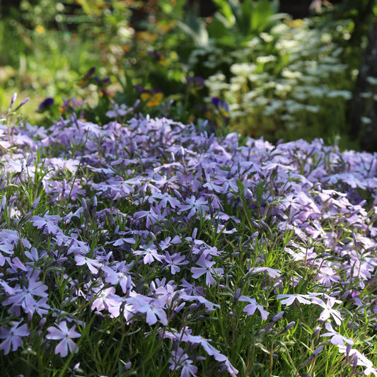 Phlox subulata 'Emerald Cushion Blue' 9cm Pot