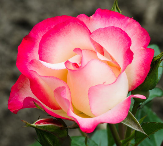 Rose Birthday Girl ‘Meilasso’ | Floribunda Rose | 4L Potted Rose (PRE ORDER DECEMBER '25)