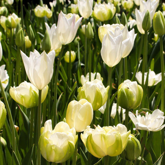 Tulip 'Purissima' (4 Bulbs)