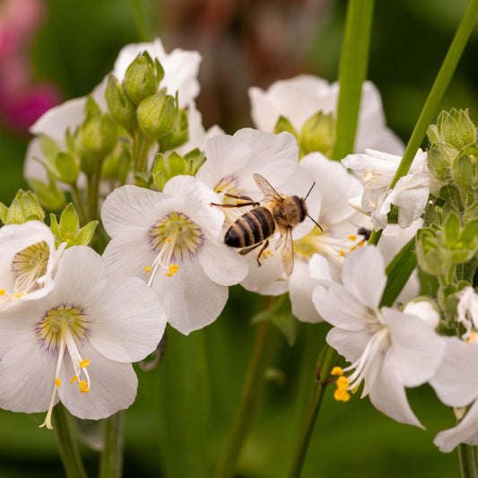 Polemonium caeruleum (Jacob's Ladder) White 9cm