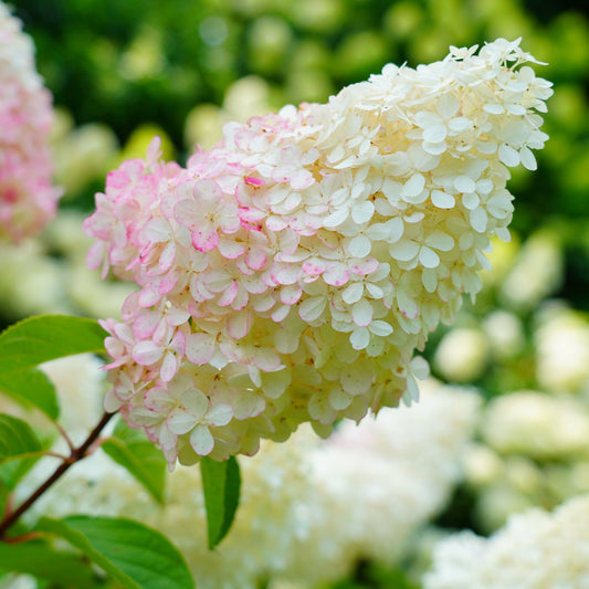Hydrangea paniculata 'Pink Lady' 1L / 1.5L
