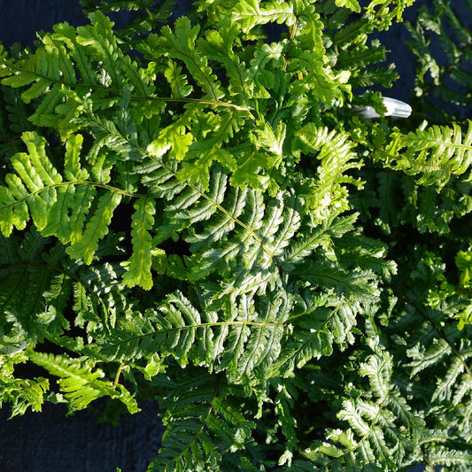 Dryopteris ‘The King’ 9cm Pot