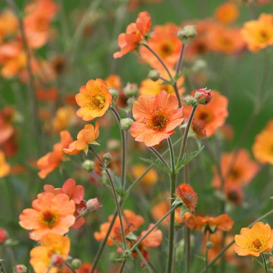 Geum 'Totally Tangerine'
