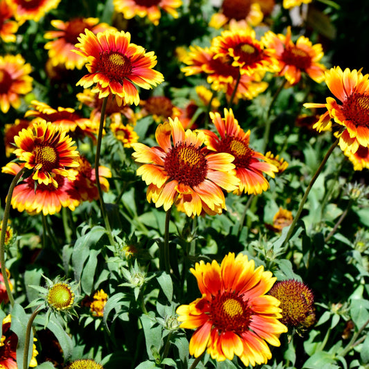 Gaillardia 'Arizona Sun' 9cm/2L