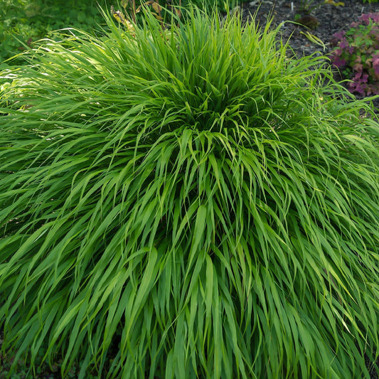 Hakonechloa macra Grass 9cm / 2L
