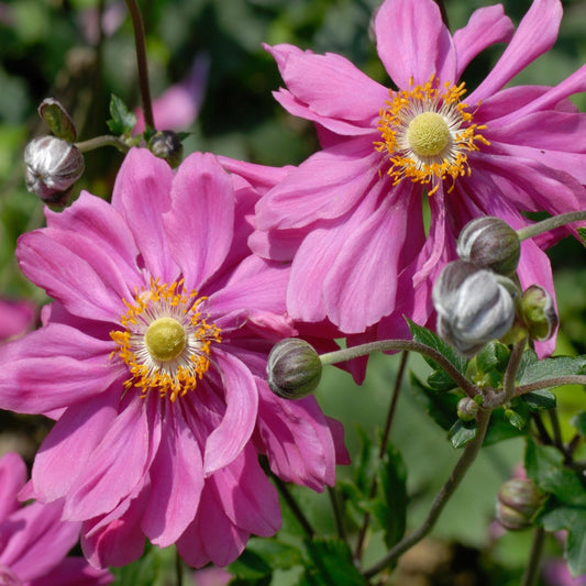 4 x Mixed Perennials Pink, White & Purple | 9cm Pots