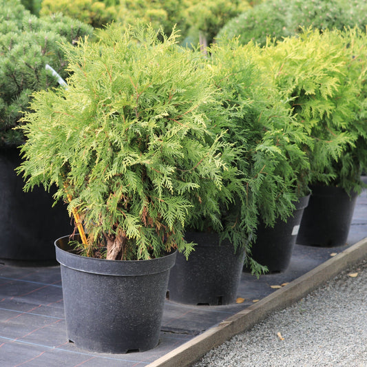 Thuja occidentalis 'Golden Globe' 9cm / 2L