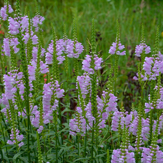 PHYSOSTEGIA virginiana 'Rose Bouquet' 9cm