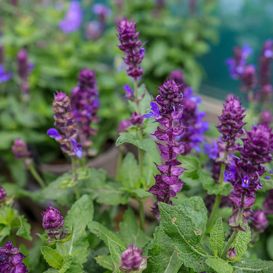 Salvia nemorosa ‘Blue Marvel’ 9cm