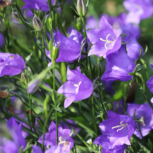 Campanula persicifolia 'Caerulea' - Blue 9cm / 2L