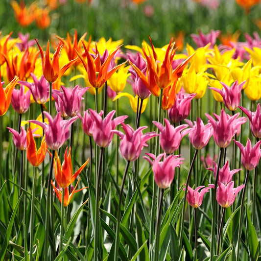 Tulip Lily Flowering Mix (4 Bulbs)