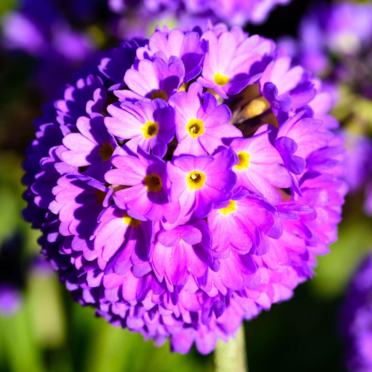 Primula denticulata Lilac (Drumstick Primrose) 9cm/1.5L
