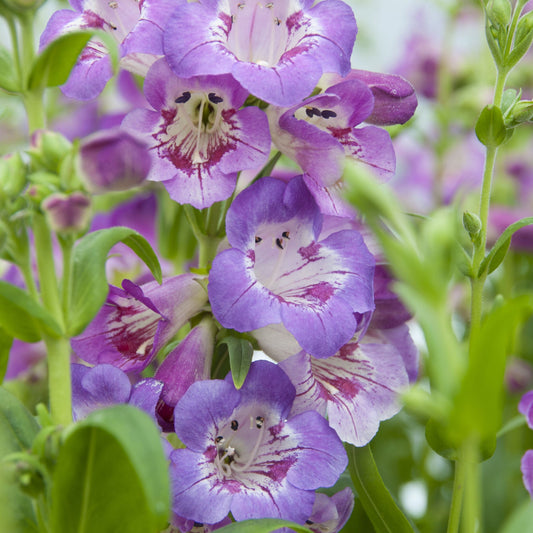 4 x Purple Flowering Perennials 9cm Pots