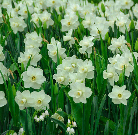 Narcissi Scented White Mix | Dwarf White Daffodil Bulbs (7 Bulbs)