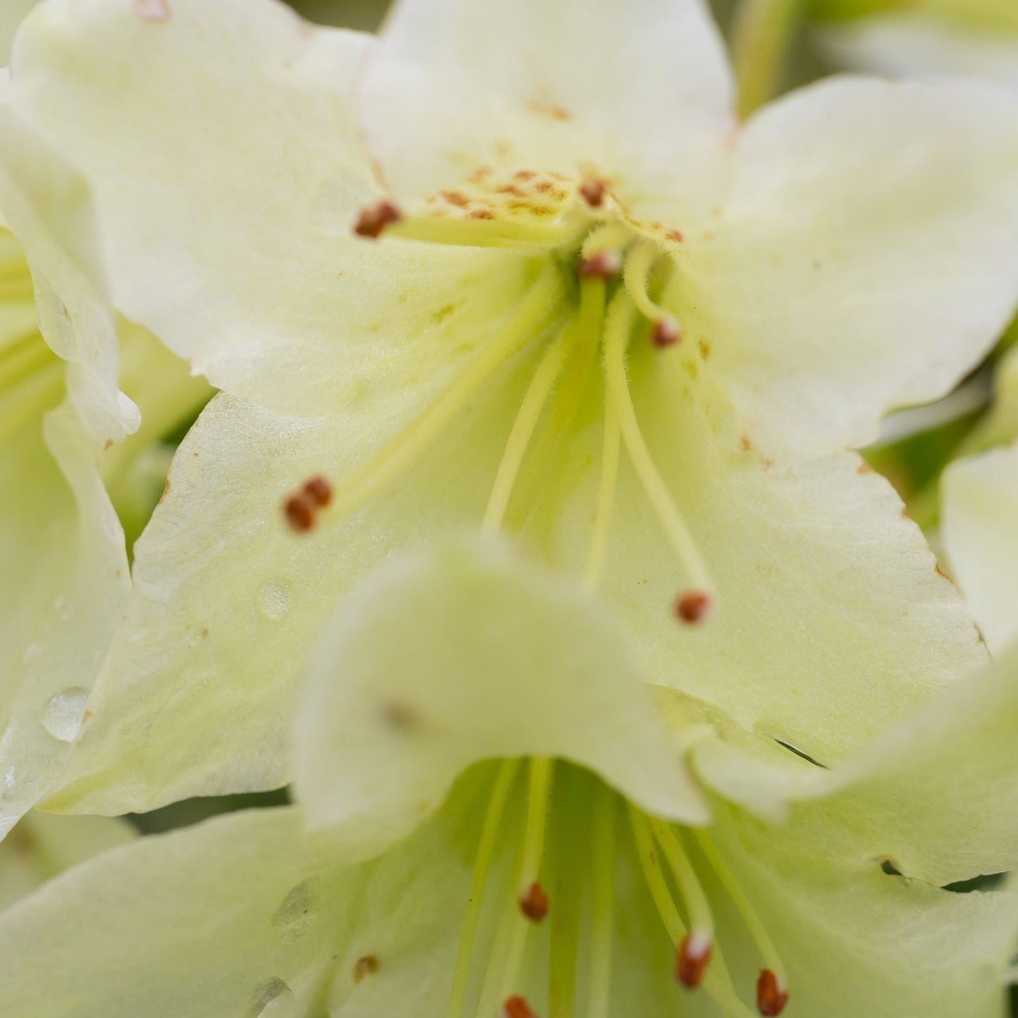 Dwarf Rhododendron 'Wren' 1L