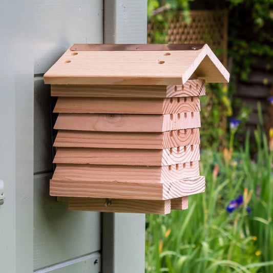 Solitary Bee Hive