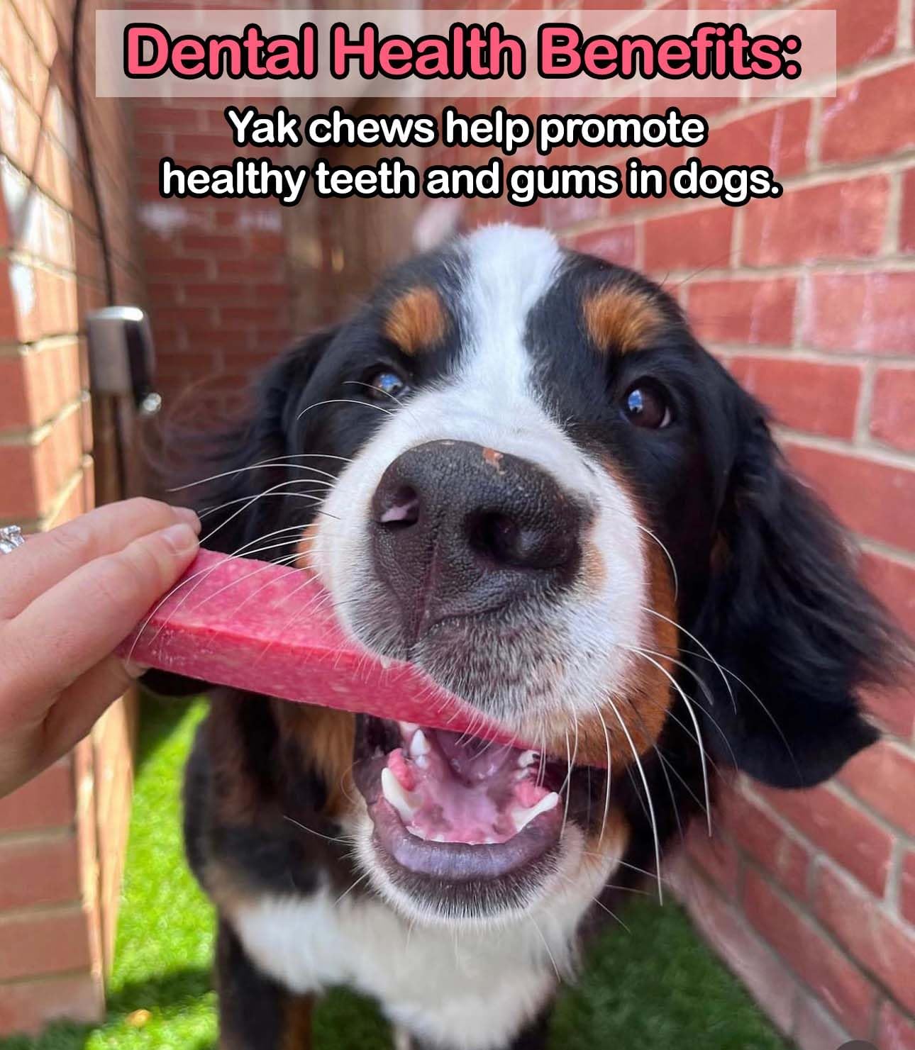 Floppy Ear Strawberry Yak Dog Chew