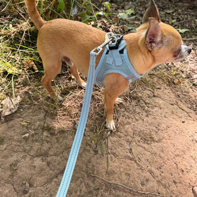 Tiny Trails Reflective 15mm Webbing Lead with Neoprene Handle Lining Baby Blue