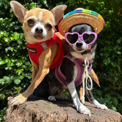 Tiny Trails Step In Air Mesh Puppy and Small Dog Harness Red