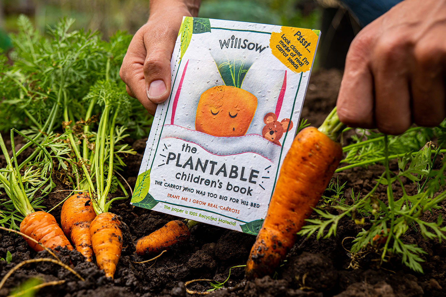 TheFoalyard Willsow The Carrot Who Was Too Big For His Bed The Plantable Carrots Childrens Book outdoor