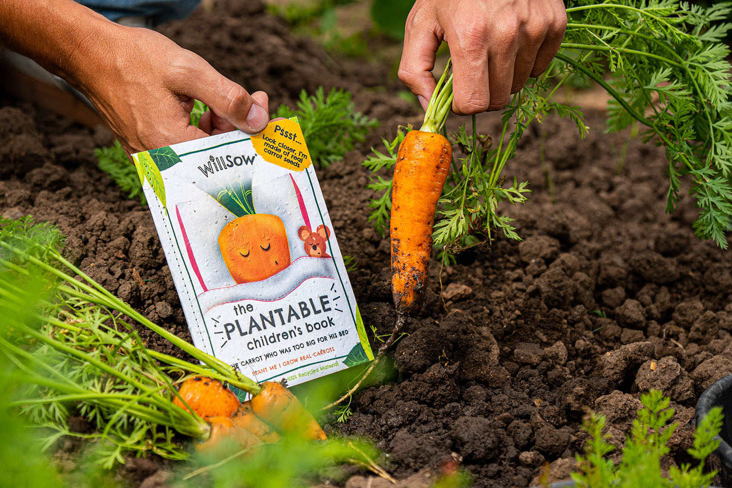 TheFoalyard Willsow The Carrot Who Was Too Big For His Bed The Plantable Carrots Childrens Book outdoor seeds