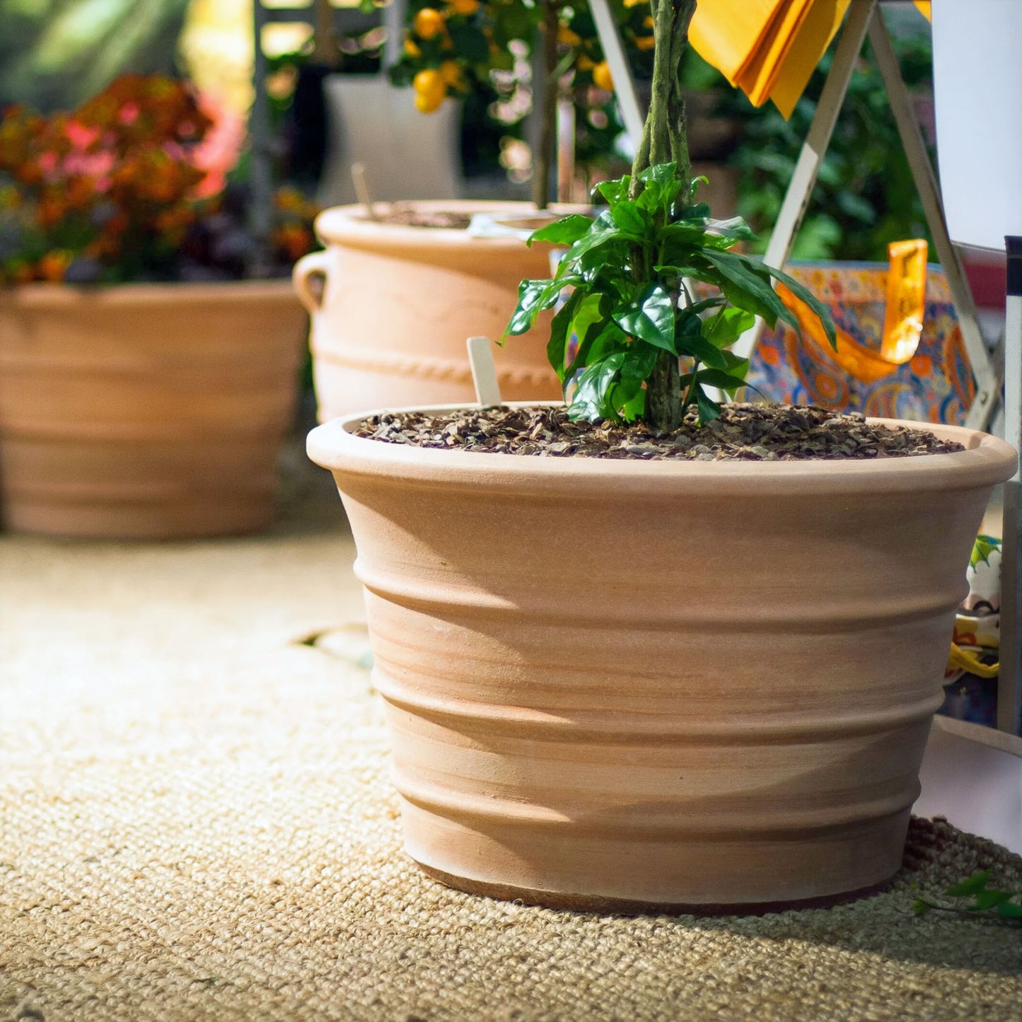 The Foalyard - Monachou Fardipati Cretan Terracotta Large Frost-Proof Planters from H50 x D70cm high quality pot Mediterranean garden Palamedes lemon and orange trees - 50 years warranty - The Terracotta Pot Company - Ceramics by Andonis Araviakis