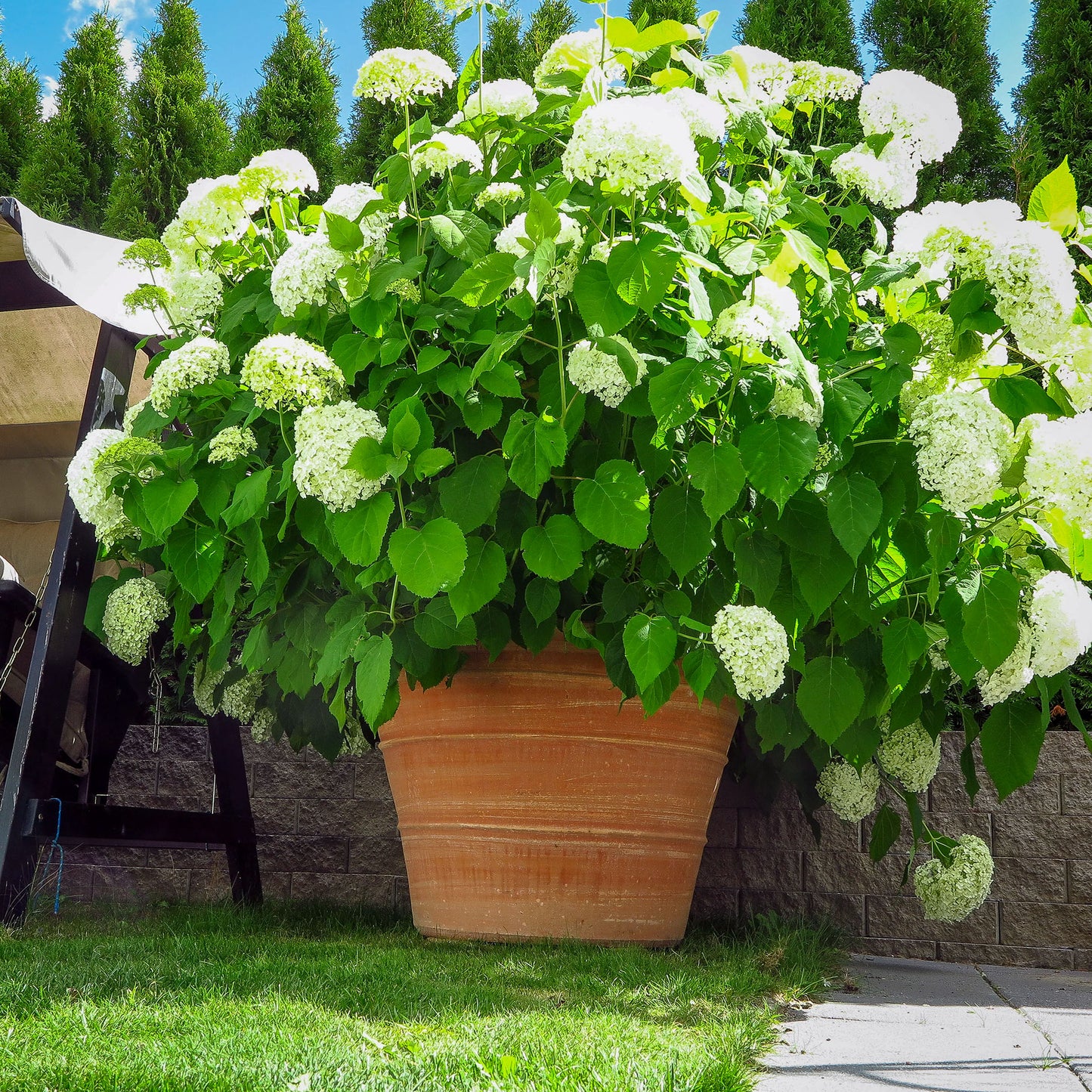 The Foalyard - Monachou Fardipati Cretan Terracotta Large Frost-Proof Planters from H50 x D70cm premium quality garden pots - 50 years warranty - The Terracotta Pot Company - Cretan Ceramics by Andonis Araviakis