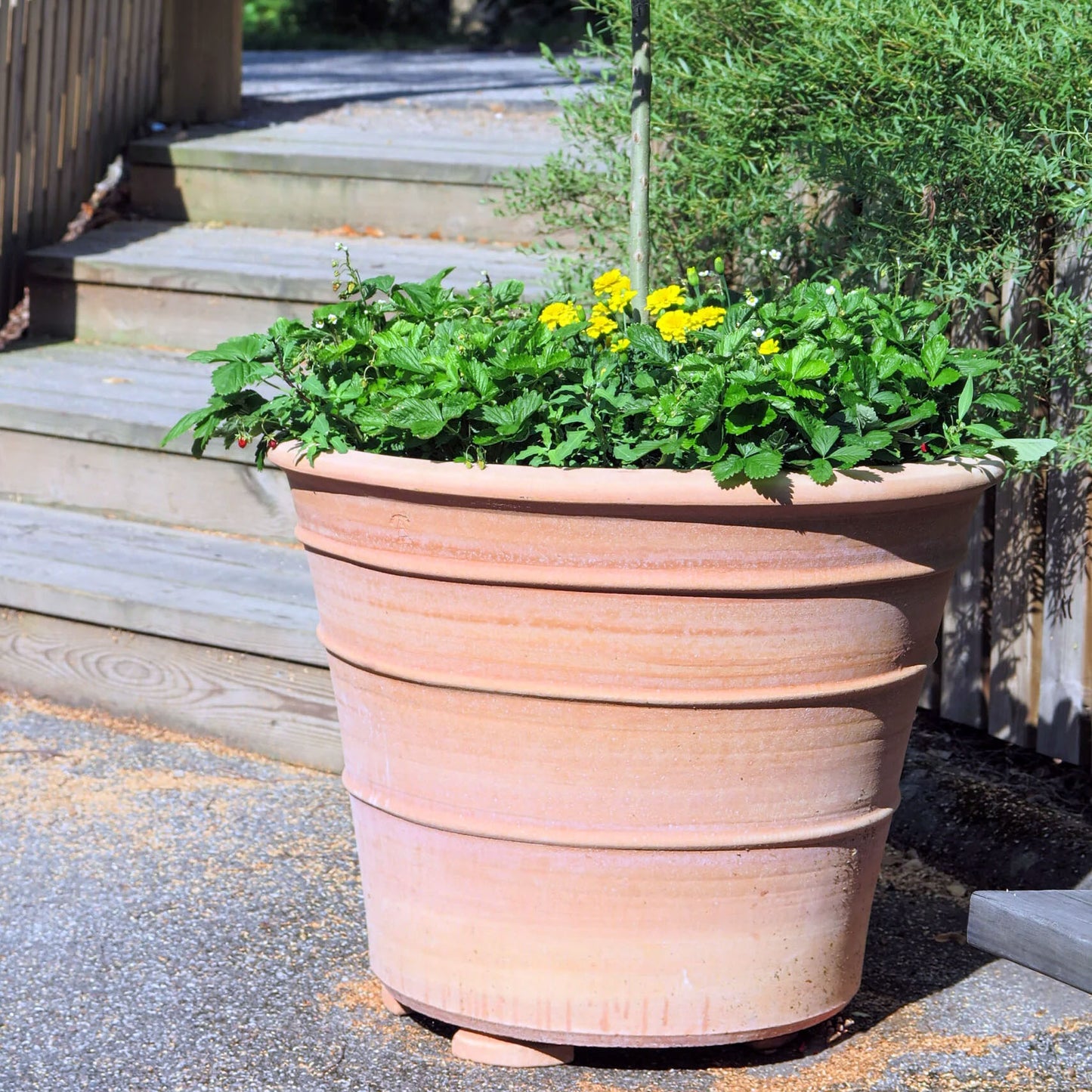 The Foalyard - Monachou Fardipati Cretan Terracotta Large Frost-Proof Planters from H50 x D70cm premium quality pot Mediterranean garden - 50 years warranty - The Terracotta Pot Company - Cretan Ceramics by Andonis Araviakis