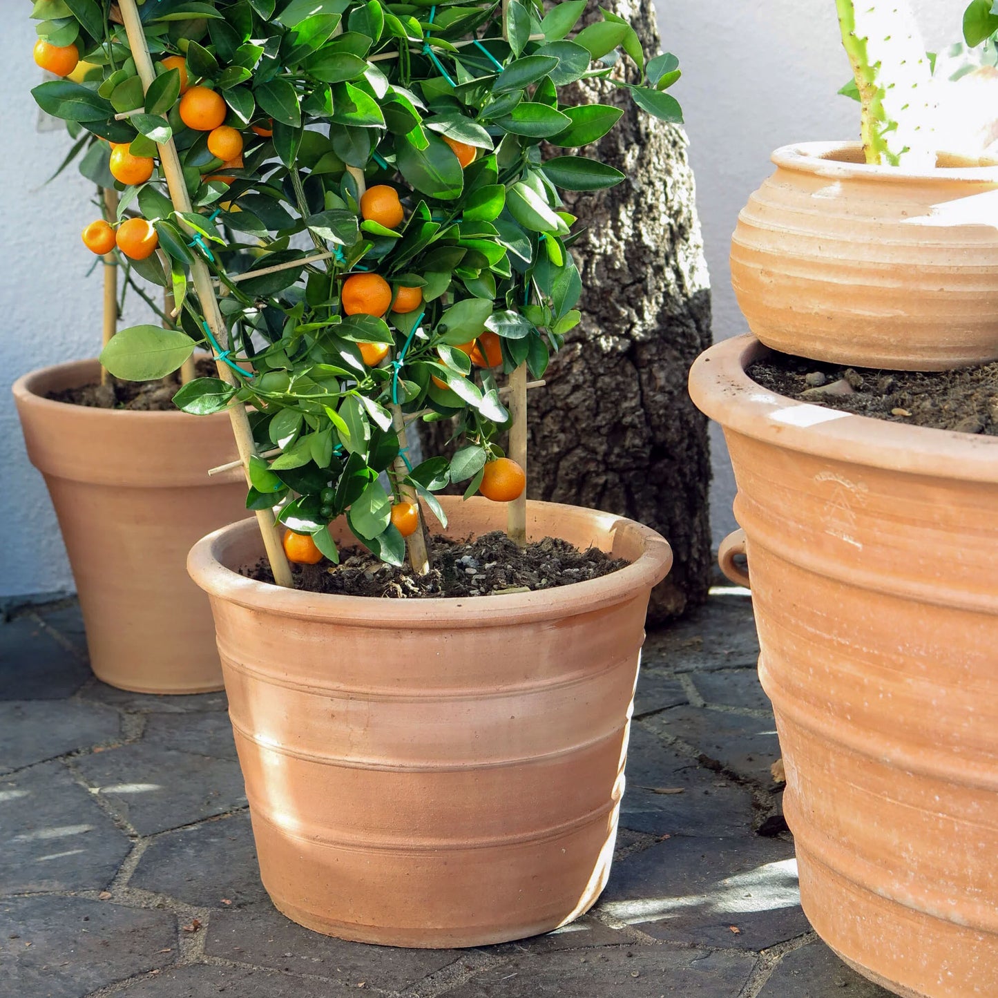 The Foalyard - Monachou Fardipati Cretan Terracotta Large Frost-Proof Planters from H50 x D70cm premium quality pot Mediterranean garden Palamedes lemon and orange trees - 50 years warranty - The Terracotta Pot Company - Ceramics by Andonis Araviakis