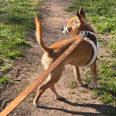 Tiny Trails 15mm Wide Suede Effect Lead with Neoprene Handle Lining Mocha