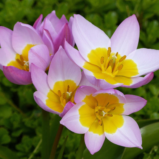 Tulip Bakerii 'Lilac Wonder' (7 Bulbs)