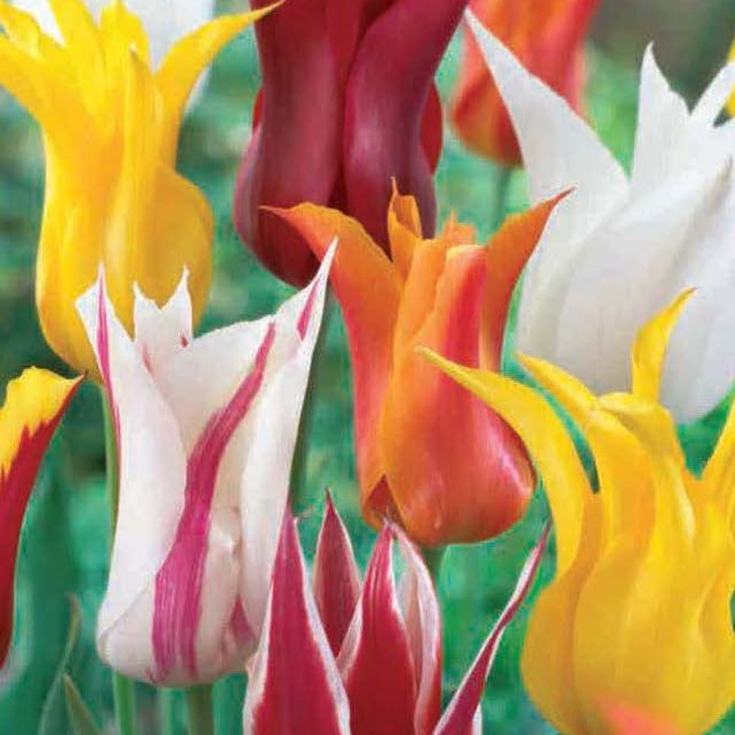 Tulip Lily Flowering Mix (4 Bulbs)