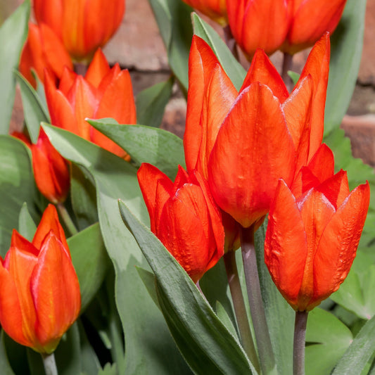 Tulip 'Praestans Van Tubergen' (6 Bulbs)