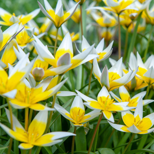 Tulip Bulbs - Dasystemon Tarda 8 bulbs