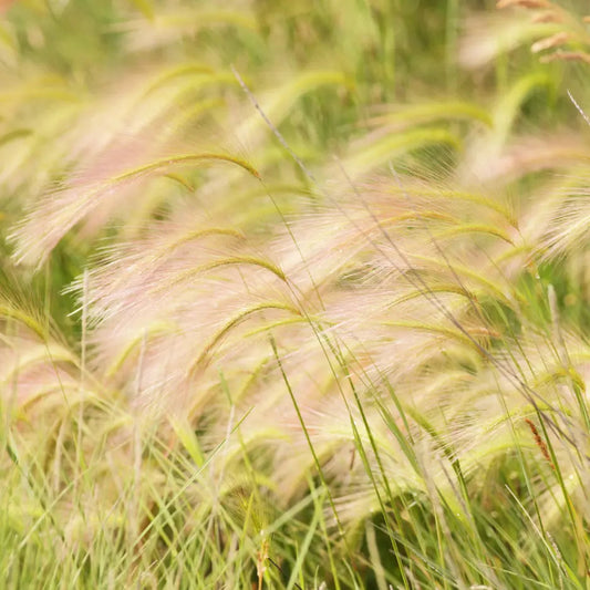 Hordeum Jubatum (Foxtail Barley)