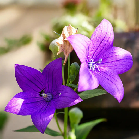 Platycodon Balloon Flower Mixed