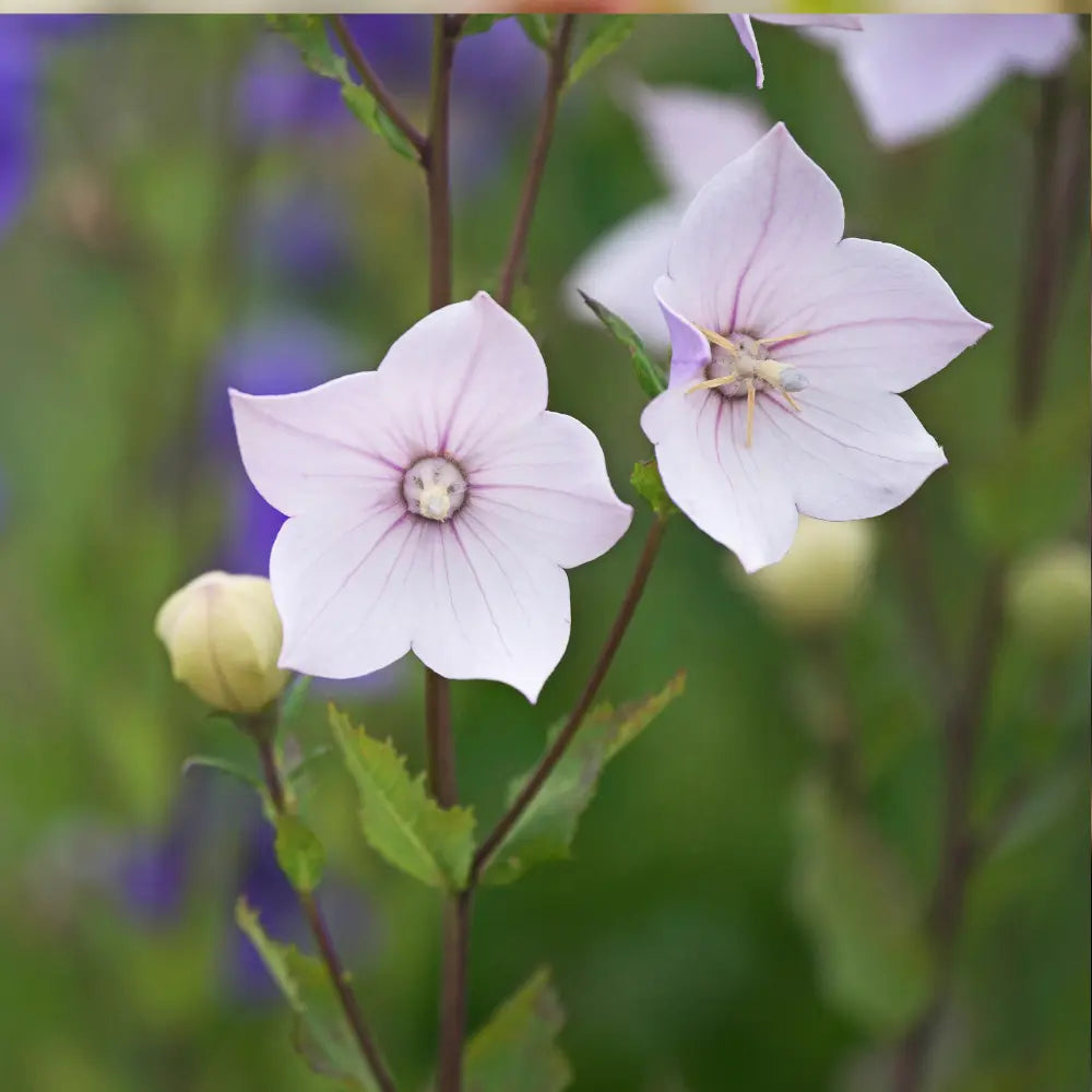 Platycodon Balloon Flower Mixed