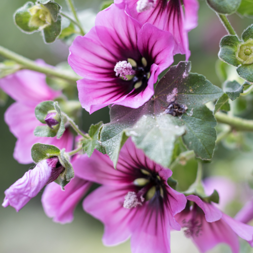 Lavatera Arborea