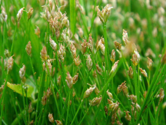 Eleocharis acicularis