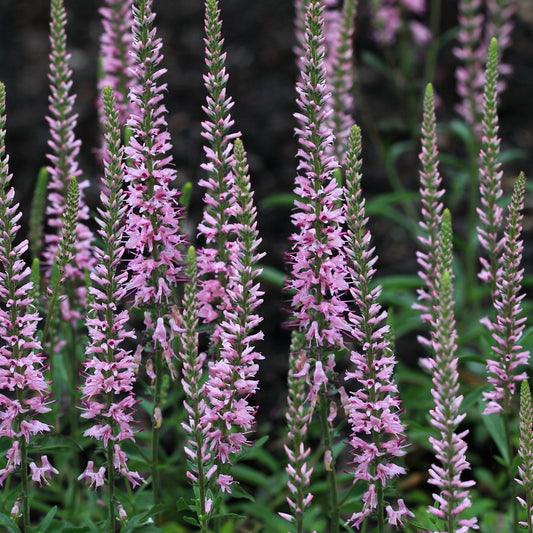 Veronica 'Anniversary Pink' 9cm/2L