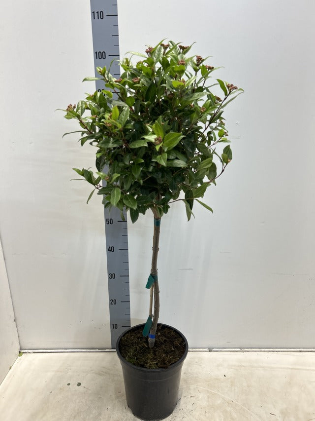 Viburnum tinus Patio Tree 90-100cm