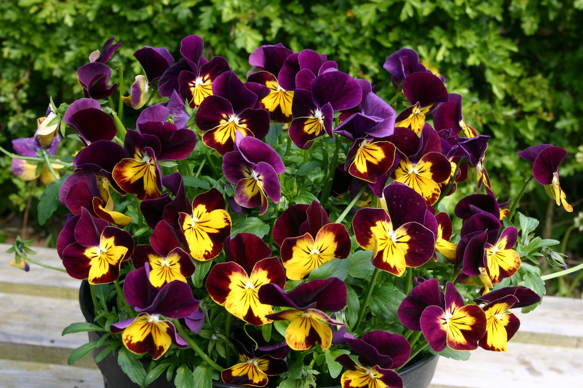 Viola Pot Pouri Mix