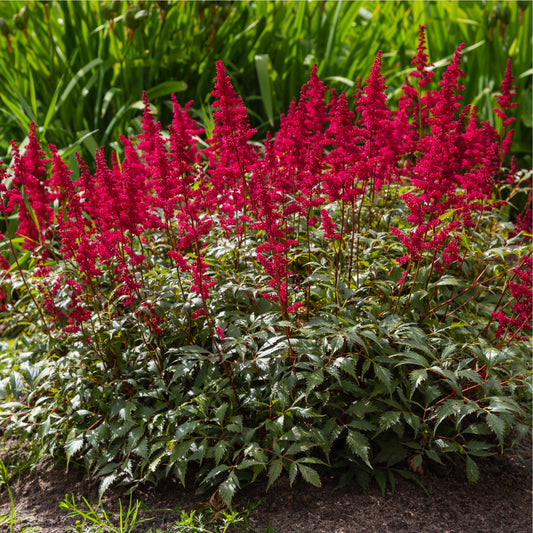 Astilbe arendsii Rose 9cm / 2L