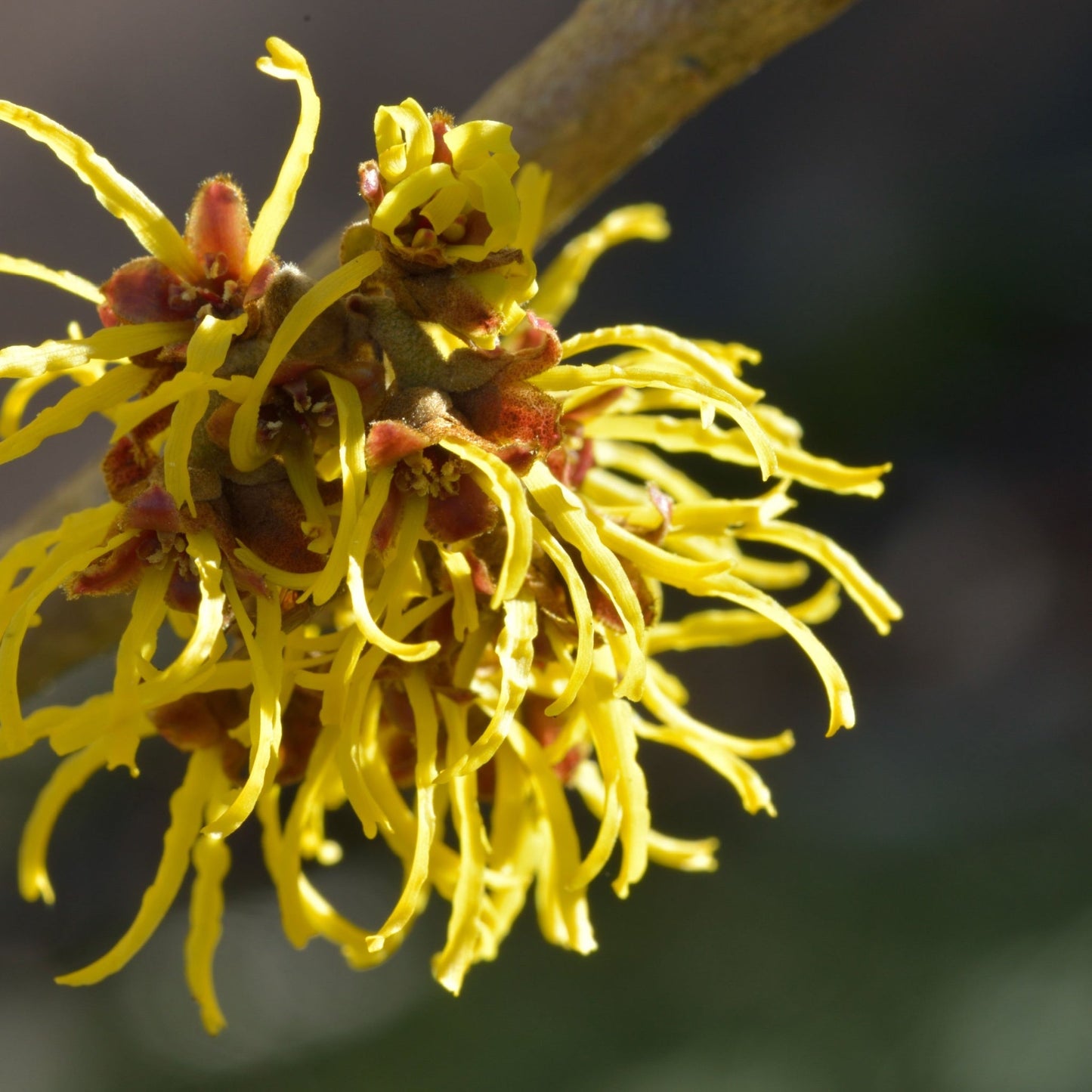 Hamamelis x intermedia 'Westerstede' 2L (40-50cm)
