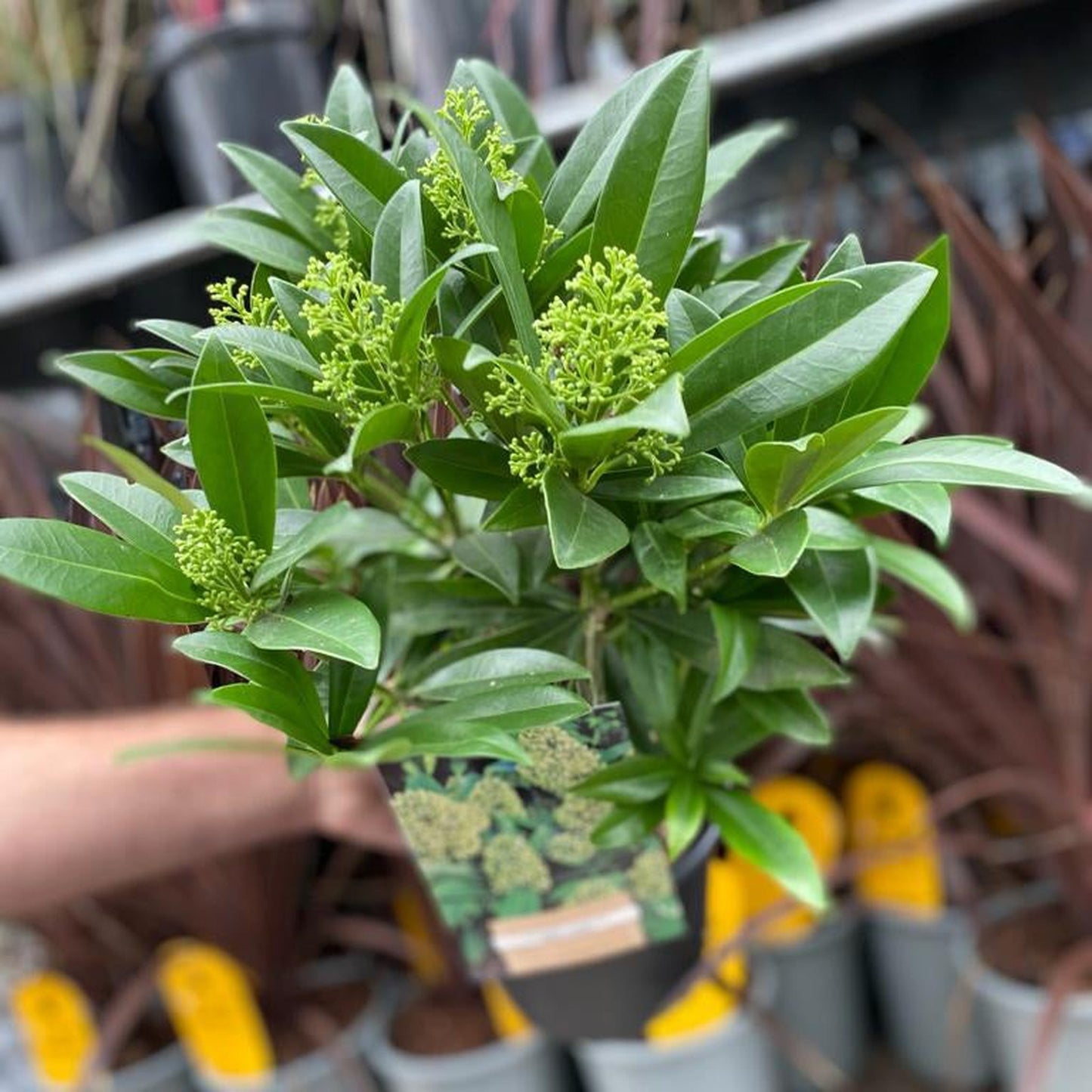 Skimmia × confusa 'Kew Green' 2L / 5L